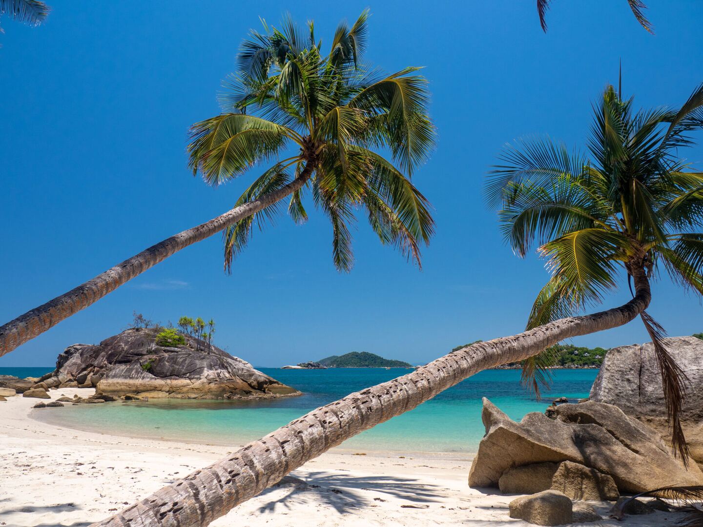 Palms leaning over the white sand beach