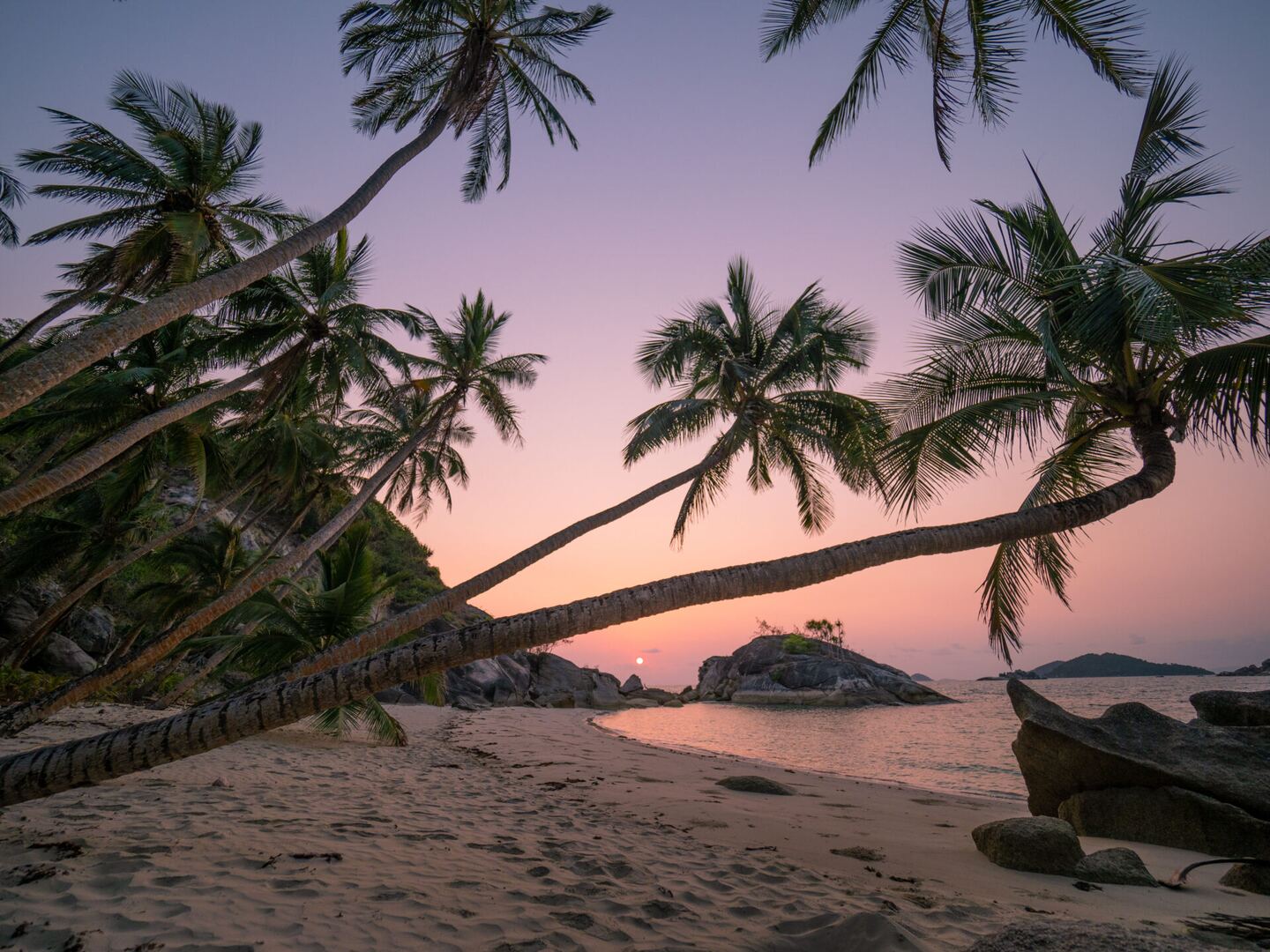 Palms silhouetted over the beach at sunset